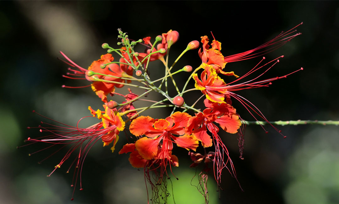 怀化花帮主百科词条创建案例